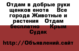 Отдам в добрые руки щенков енота. - Все города Животные и растения » Отдам бесплатно   . Крым,Судак